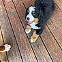 bernese_mountain_dog, puppy, dog, wooden_deck, pet, animal, fur, outdoor, playful, happy, paw, canine, companion, cute, young, smiling, tongue, friendly, domestic_animal, nature