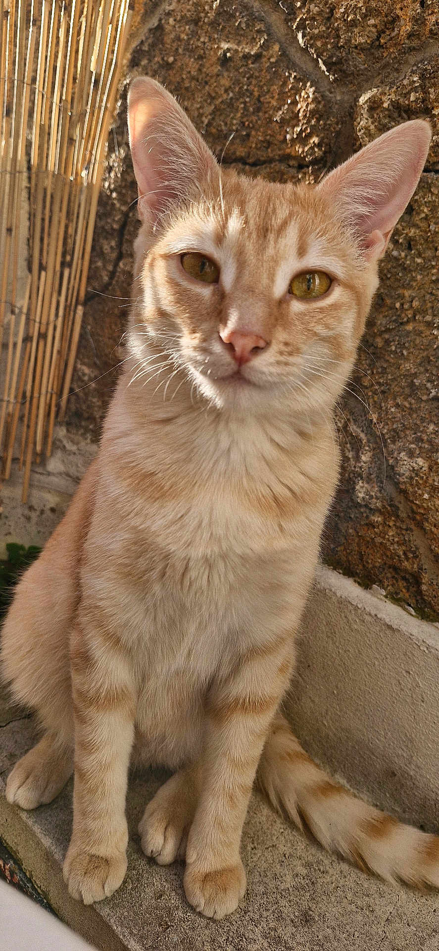 Vega a rejoint le concours — aidez-le/la à gagner de superbes lots ! cat, orange_tabby, animal, pet, fur, whiskers, ears, eyes, tail, outdoor, sunlight, concrete, stone_wall, bamboo, closeup, sitting, curious, feline, mammal, domestic