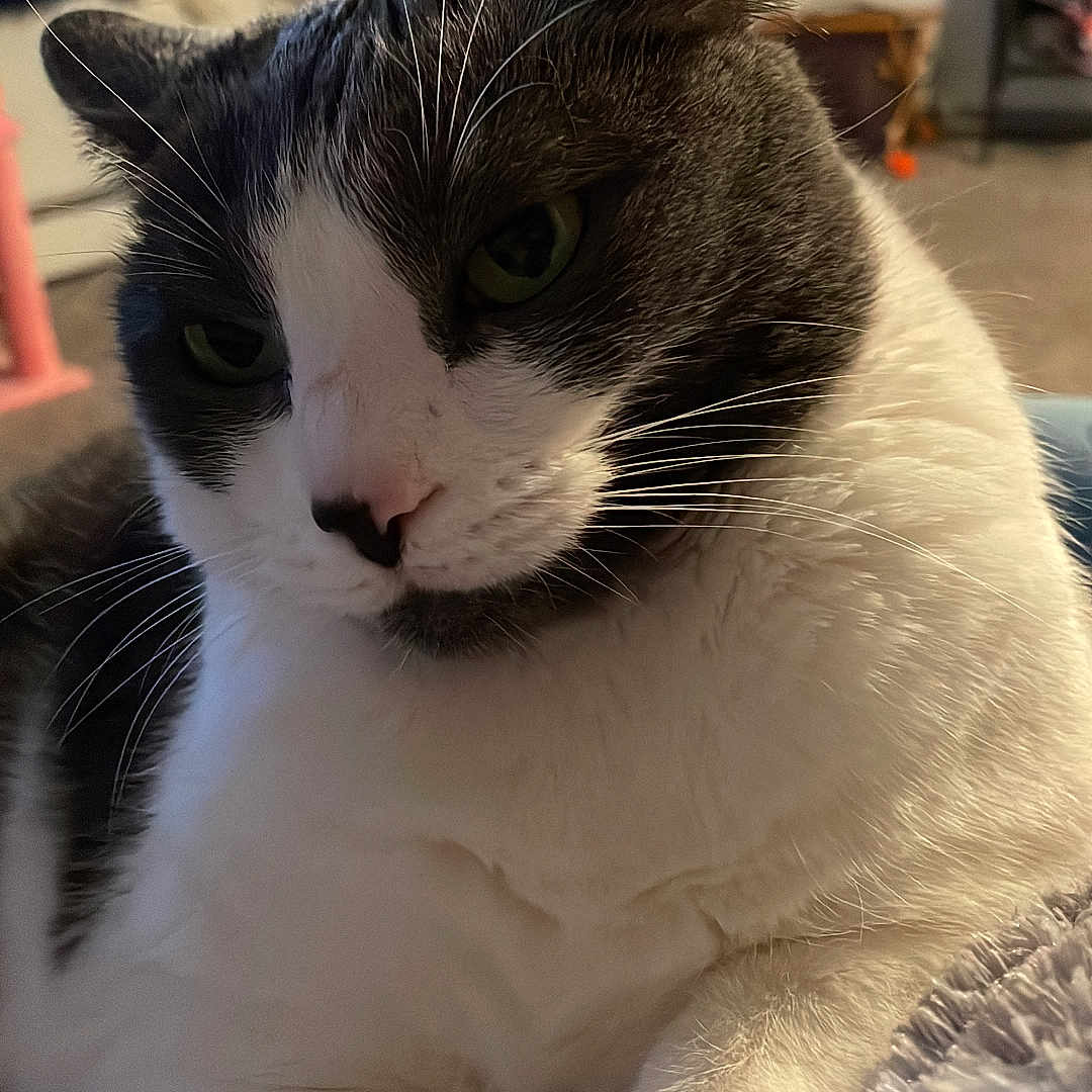 Penny joined the competition — help win amazing prizes! cat, gray_and_white, pet, indoor, relaxed, fluffy, blanket, fur, whiskers, green_eyes, cozy, home, fan, shadow, carpet, close_up, portrait, animal, resting, cute