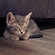 Luna joined the competition — help win amazing prizes! adorable, animal, cat, cozy, cute, domestic, ears, feline, fur, gray_fur, indoor, kitten, peaceful, pet, quiet, resting, sleeping, small, whiskers, wooden_floor