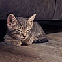 adorable, animal, cat, cozy, cute, domestic, ears, feline, fur, gray_fur, indoor, kitten, peaceful, pet, quiet, resting, sleeping, small, whiskers, wooden_floor
