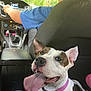 Lola is registered to the contest to win money with this photo: animal, backseat, car_interior, clothing, collar, dashboard, dog, driver, footwear, front_seat, hand, happy, person, pet, pink, seat, seat_cover, steering_wheel, tongue_out, window