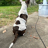 Lola joined the competition — help win amazing prizes! animal, back_view, brown, concrete, cord, daylight, dog, ears, fur_pattern, grass, heart_shape, leaf, nature, outdoor, pet, relaxed, sitting, tail, tree, white
