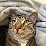 cat, tabby_cat, close_up, green_eyes, whiskers, fluffy_blanket, cozy, pet, feline, animal, indoor, cute, curious, soft_texture, resting, portrait, mammal, fur, sleepy, comfort