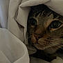 Ellie is registered to the contest to win money with this photo: animal, blanket, cat, closeup, comfort, cozy, curious, cute, eyes, fabric, face, fur, hidden, indoor, pet, portrait, resting, soft, tabby, whiskers