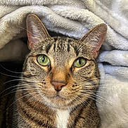 Ellie joined the competition — help win amazing prizes! cat, tabby, green_eyes, whiskers, close_up, pet, animal, feline, cozy, blanket, soft, fur, cute, indoor, portrait, relaxed, resting, warm, domestic_cat, comfort