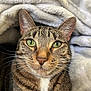 cat, tabby, green_eyes, whiskers, close_up, pet, animal, feline, cozy, blanket, soft, fur, cute, indoor, portrait, relaxed, resting, warm, domestic_cat, comfort