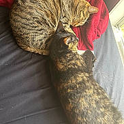 Ellie is registered to the contest to win money with this photo: animal, bed, black_sheet, blanket, cat, cats, cozy, curled_up, feline, fur, indoor, nap, pet, red_blanket, resting, sleeping, sunlight, tabby_cat, tortoiseshell_cat, window