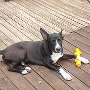 Thanos a rejoint le concours — aidez-le/la à gagner de superbes lots ! dog, black_dog, white_paws, wooden_deck, yellow_toy, outdoor, sunlight, relaxed, pet, animal, resting, ears_up, closed_eyes, toy, furniture, garden_hose, summer, daylight, wood_planks, canine