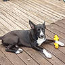 dog, black_dog, white_paws, wooden_deck, yellow_toy, outdoor, sunlight, relaxed, pet, animal, resting, ears_up, closed_eyes, toy, furniture, garden_hose, summer, daylight, wood_planks, canine