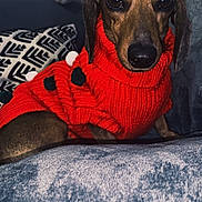 Stella participe au concours pour gagner de l'argent avec cette photo : dog, dachshund, red_sweater, knitted_sweater, pom_poms, pet, indoor, blanket, cushion, cozy, cute, brown_dog, closeup, portrait, animal, resting, soft_texture, furniture, companion, warm_clothing