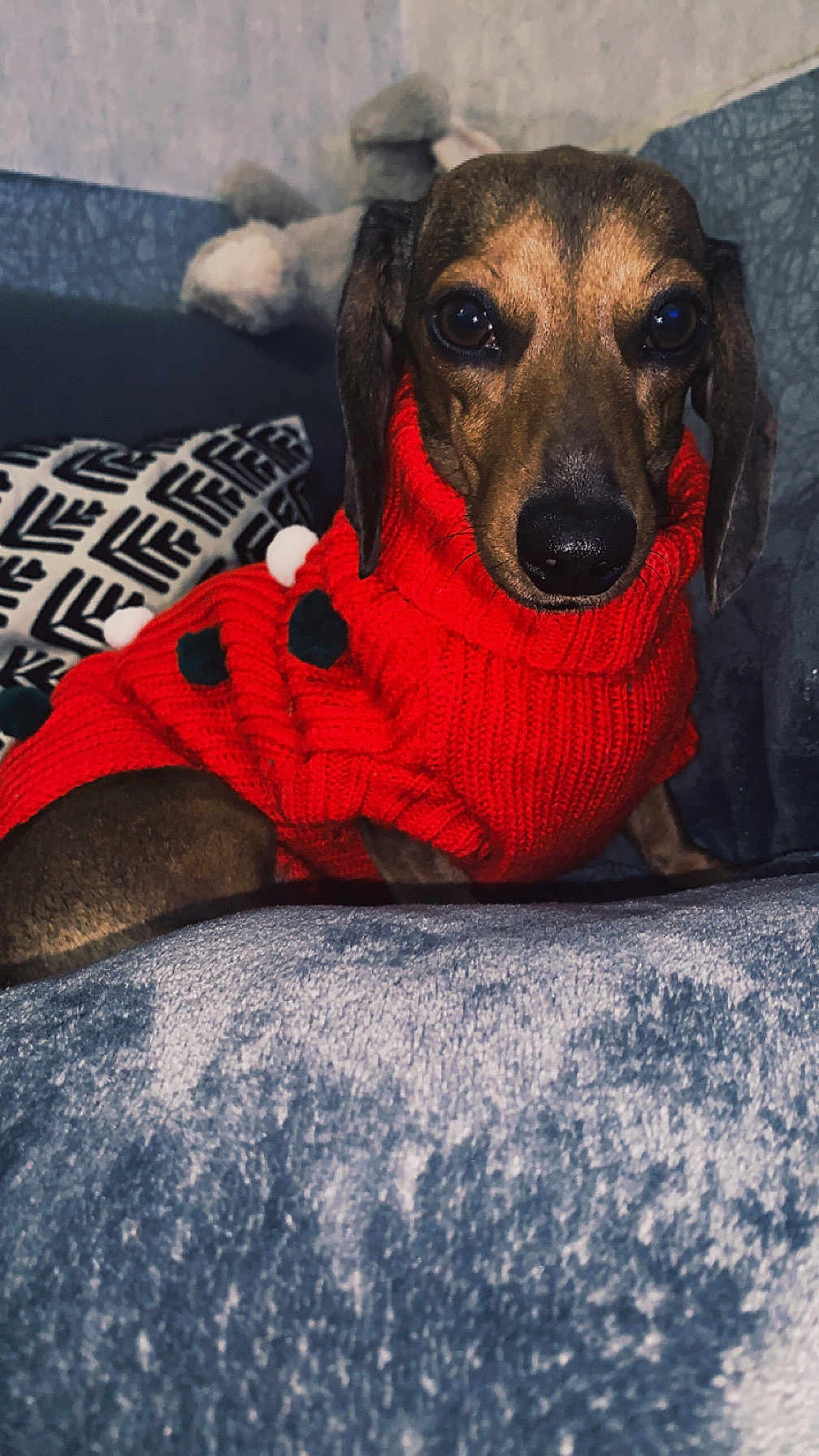 Stella