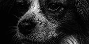 Belle a rejoint le concours — aidez-le/la à gagner de superbes lots ! dog, close_up, black_and_white, wet, fur, portrait, animal, face, droplets, moody, dark_background, expression, whiskers, canine, detail, texture, pet, macro, side_view, studio_lighting