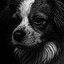 dog, close_up, black_and_white, wet, fur, portrait, animal, face, droplets, moody, dark_background, expression, whiskers, canine, detail, texture, pet, macro, side_view, studio_lighting