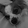 Belle participe au concours pour gagner de l'argent avec cette photo : dog, close_up, resting, face, ears, fur, pet, animal, lying_down, soft_surface, relaxed, black_and_white, cute, sleepy, portrait, companion, muzzle, whiskers, domestic_animal, canine