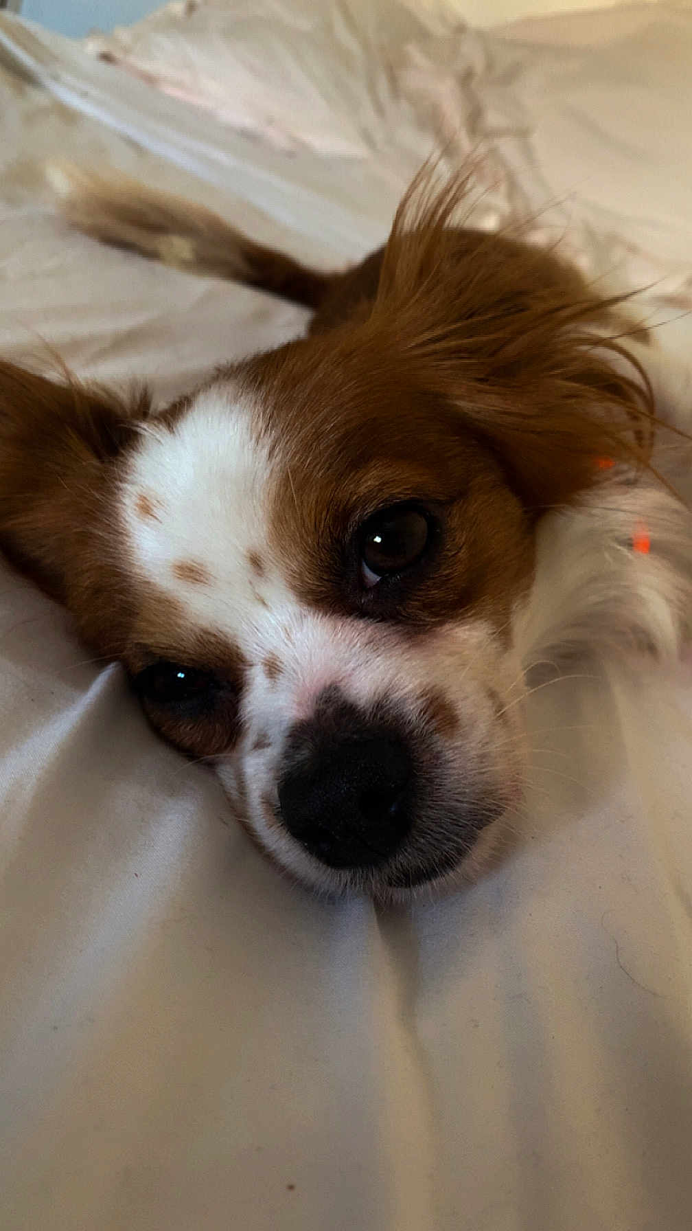 Belle a rejoint le concours — aidez-le/la à gagner de superbes lots ! dog, close_up, brown_fur, white_fur, bed, resting, pet, animal, ears, lying_down, face, cute, domestic_animal, sleepy, fur, canine, snout, whiskers, relaxed, indoor