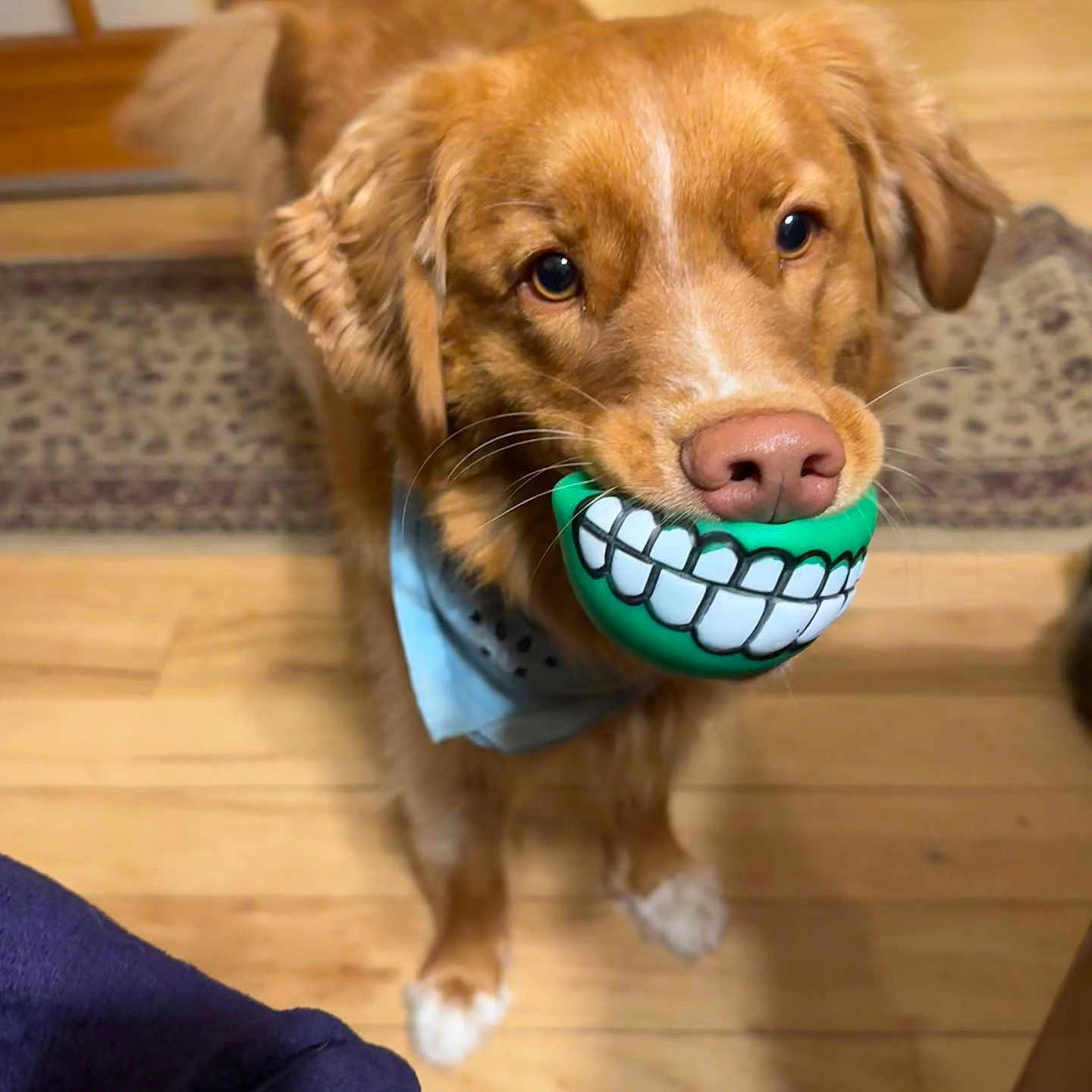 Lily joined the competition — help win amazing prizes! animal, ball, bandana, brown_dog, canine, companion, curious, cute, dog, domestic, funny_toy, furry, household, indoor, looking_up, pet, playful, smile, toy, wood_floor
