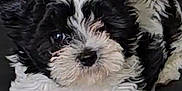 Emma is registered to the contest to win money with this photo: puppy, dog, black_and_white, fluffy, fur, pet, animal, cute, laying_down, indoors, face, ears, nose, eyes, paw, small_dog, companion, adorable, portrait, resting