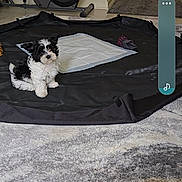 Emma joined the competition — help win amazing prizes! puppy, dog, black_and_white, indoor, carpet, exercise_equipment, training_pad, mat, chair, table, window, rug, floor, furniture, pet, cute, small_dog, home, living_room, toy