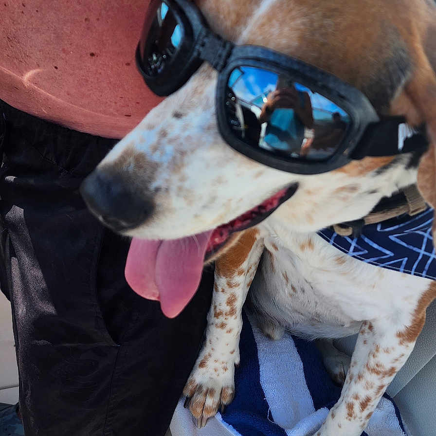 Max joined the competition — help win amazing prizes! accessories, animal, baby, beagle, belt, canine, clothing, dog, footwear, formalwear, glasses, goggles, hound, person, pet, shoe, shorts, strap, sunglasses, tie