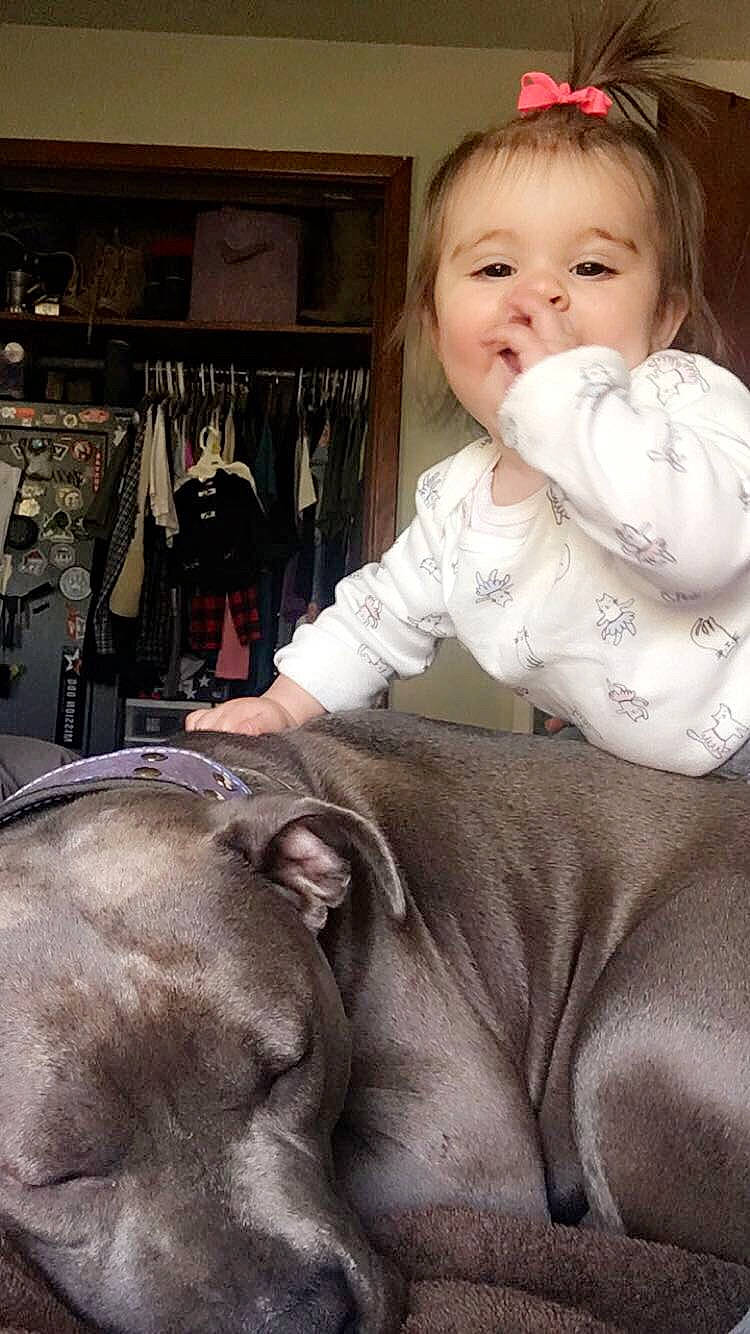 Mya joined the competition — help win amazing prizes! american_pit_bull_terrier, carnivoran, child, dog, dog_breed, dog_like_mammal, ear, eye, girl, infant, joy, mammal, nose, organ, person, sitting, skin, smile, snout, toddler