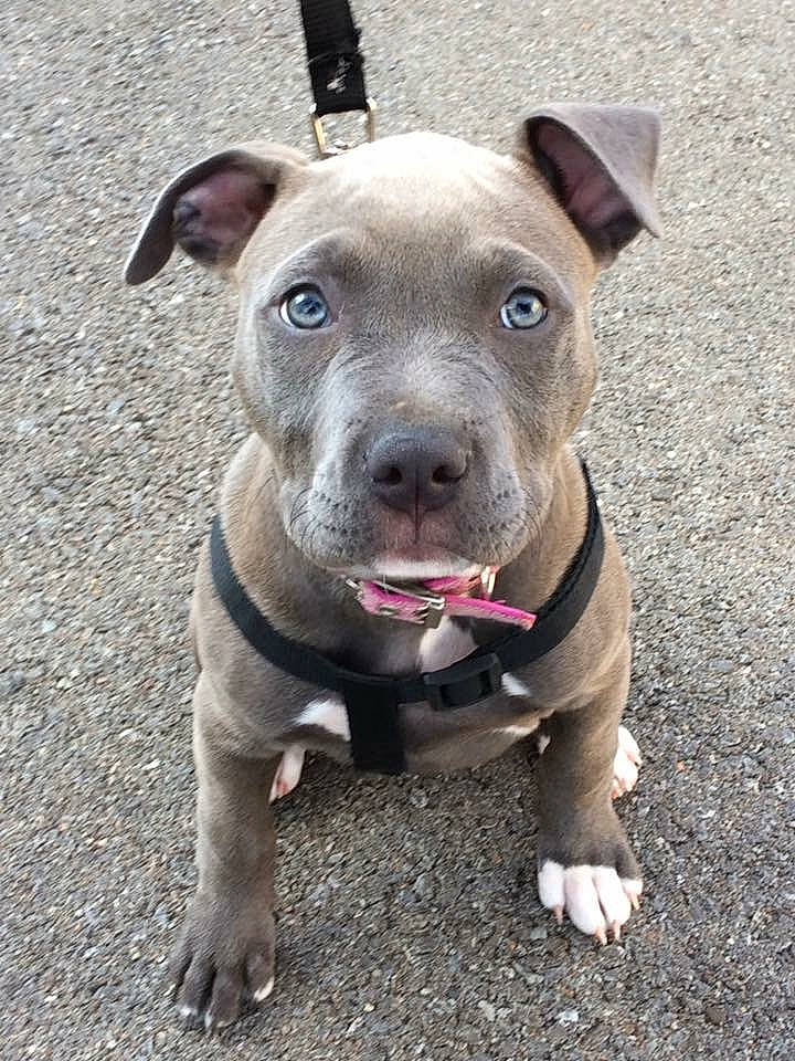 Mya is registered to the contest to win money with this photo: american_pit_bull_terrier, american_staffordshire_terrier, carnivoran, dog, dog_breed, dog_breed_group, dog_like_mammal, old_english_terrier, pit_bull, snout