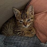 Simba a rejoint le concours — aidez-le/la à gagner de superbes lots ! kitten, cat, tabby, feline, pet, sleepy, cozy, blanket, pillow, soft, fur, young, cute, indoor, animal, resting, small, cute_animal, domestic_cat, closeup