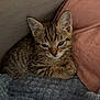 kitten, cat, tabby, feline, pet, sleepy, cozy, blanket, pillow, soft, fur, young, cute, indoor, animal, resting, small, cute_animal, domestic_cat, closeup