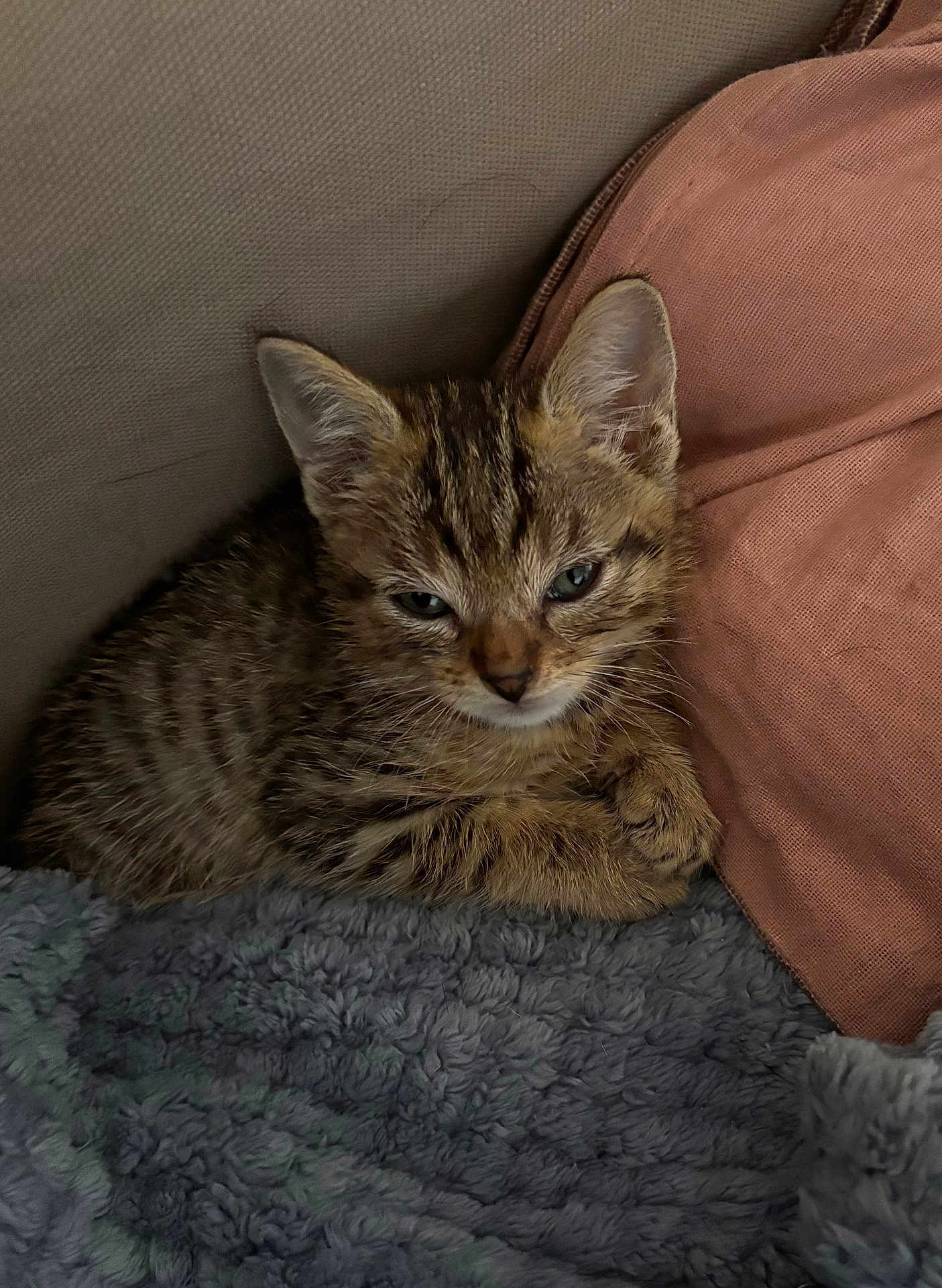 Simba a rejoint le concours — aidez-le/la à gagner de superbes lots ! kitten, cat, tabby, feline, pet, sleepy, cozy, blanket, pillow, soft, fur, young, cute, indoor, animal, resting, small, cute_animal, domestic_cat, closeup
