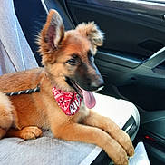 Riley a rejoint le concours — aidez-le/la à gagner de superbes lots ! bandana, canine, car, companion, cute, dog, domestic_animal, fur, happy, indoor, leash, pet, puppy, relaxed, seat, side_view, tongue_out, transport, vehicle, young_dog