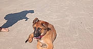 Riley participe au concours pour gagner de l'argent avec cette photo : animal, beach, canine, coast, dog, leash, nature, outdoor, pet, playful, puppy, relaxing, sand, shadow, shore, sky, summer, sunny, toy, water