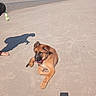 animal, beach, canine, coast, dog, leash, nature, outdoor, pet, playful, puppy, relaxing, sand, shadow, shore, sky, summer, sunny, toy, water