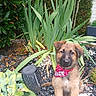 Riley a rejoint le concours — aidez-le/la à gagner de superbes lots ! puppy, dog, bandana, garden, plants, greenery, outdoor, pet, cute, fur, sitting, decorative_stones, nature, young_dog, adorable, canine, leafy_plants, small_puppy, animal, fluffy