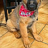 Riley participe au concours pour gagner de l'argent avec cette photo : puppy, dog, bandana, red_bandana, indoor, floor_tiles, brown_fur, black_muzzle, sitting, pet, cute, young_dog, animal, domestic_animal, canine, looking_at_camera, ears, paws, fur, adorable