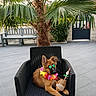 Riley a rejoint le concours — aidez-le/la à gagner de superbes lots ! casual, coconut_drink, cute, dog, drink, fence, flower_garland, greenery, house, lei, leisure, outdoor, palm_tree, patio, relaxing, shaded, summer, sunglasses, tiles, wicker_chair
