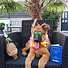 Riley participe au concours pour gagner de l'argent avec cette photo : accessory, animal, backyard, bench, canine, coconut_drink, dog, fence, flower_lei, holiday, outdoor, palm_tree, passport, pet, plant, relaxing, summer, sunglasses, tongue_out, wicker_chair