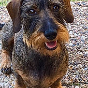 Naya a rejoint le concours — aidez-le/la à gagner de superbes lots ! animal, black, brown, canine, close_up, dachshund, dog, ears, face, fur, happy, nature, outdoor, paws, pebble_stone, pet, sitting, smiling, tongue, wire_hair