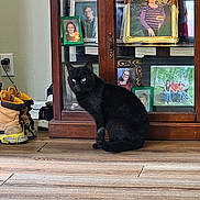 Bud Bud joined the competition — help win amazing prizes! black_cat, cat, wooden_floor, boots, shoes, cabinet, framed_photos, glass_door, indoor, home, decor, family_photos, lamp, candle, power_outlet, electronic_device, sitting_cat, pet, quiet, cozy