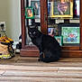 black_cat, cat, wooden_floor, boots, shoes, cabinet, framed_photos, glass_door, indoor, home, decor, family_photos, lamp, candle, power_outlet, electronic_device, sitting_cat, pet, quiet, cozy