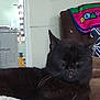 Bud Bud is registered to the contest to win money with this photo: black_cat, cat, indoor, couch, pillow, blanket, furniture, pet, animal, relaxing, sleeping, whiskers, ears, household, can, room, doorway, appliance, comfort, resting