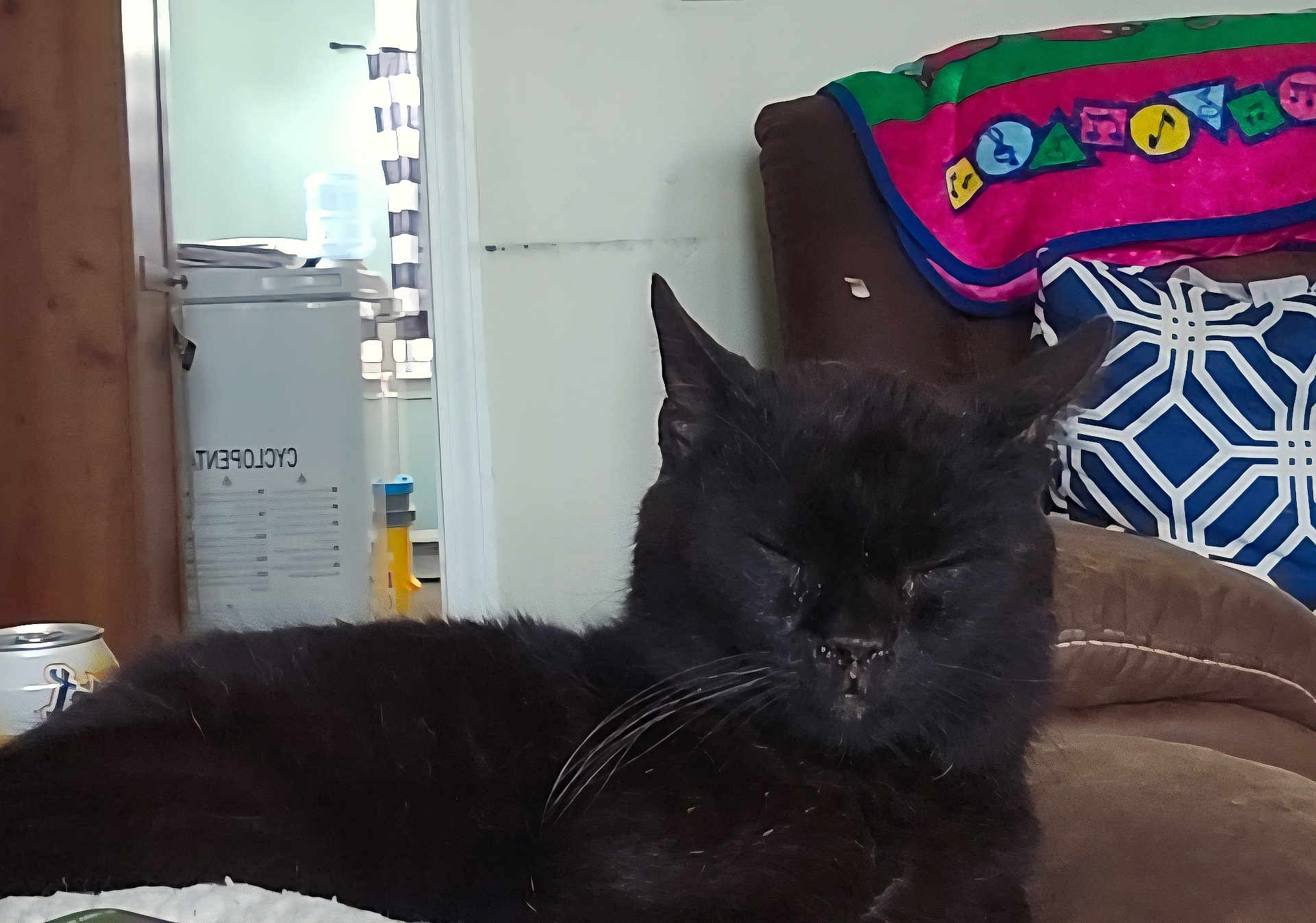 Bud Bud is registered to the contest to win money with this photo: black_cat, cat, indoor, couch, pillow, blanket, furniture, pet, animal, relaxing, sleeping, whiskers, ears, household, can, room, doorway, appliance, comfort, resting