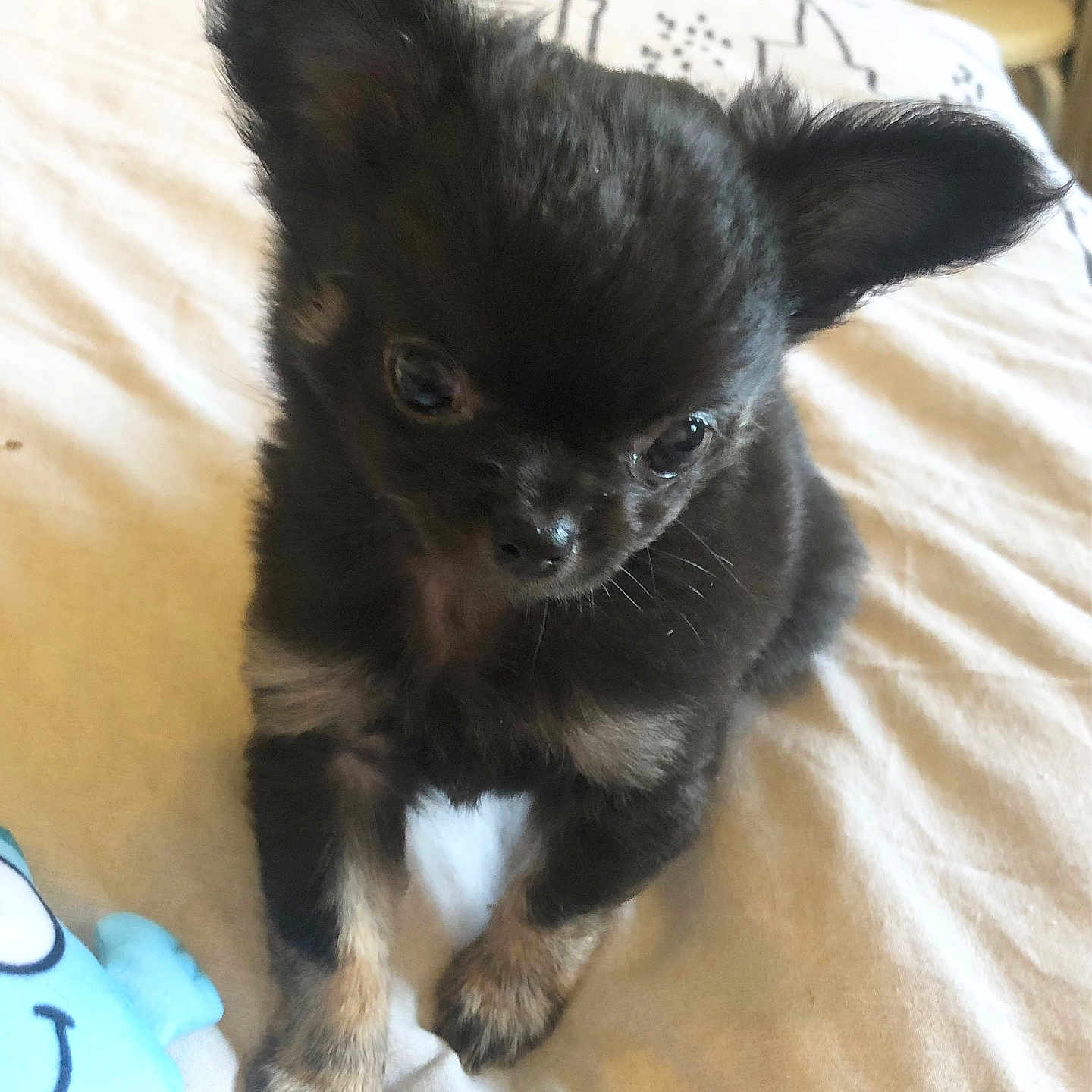 Jimmy is registered to the contest to win money with this photo: animal, bed, black_dog, blanket, closeup, curious, cute, dog, ears, face, fur, indoor, looking, pet, plush_toy, puppy, sitting, small_dog, tan_fur, toy