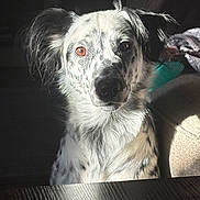 Luna joined the competition — help win amazing prizes! dog, canine, speckled, black_and_white, fluffy, long_haired, portrait, close_up, sitting, indoors, home, couch, table, wood, sunlight, shadows, dramatic_lighting, amber_eye, pet, animal
