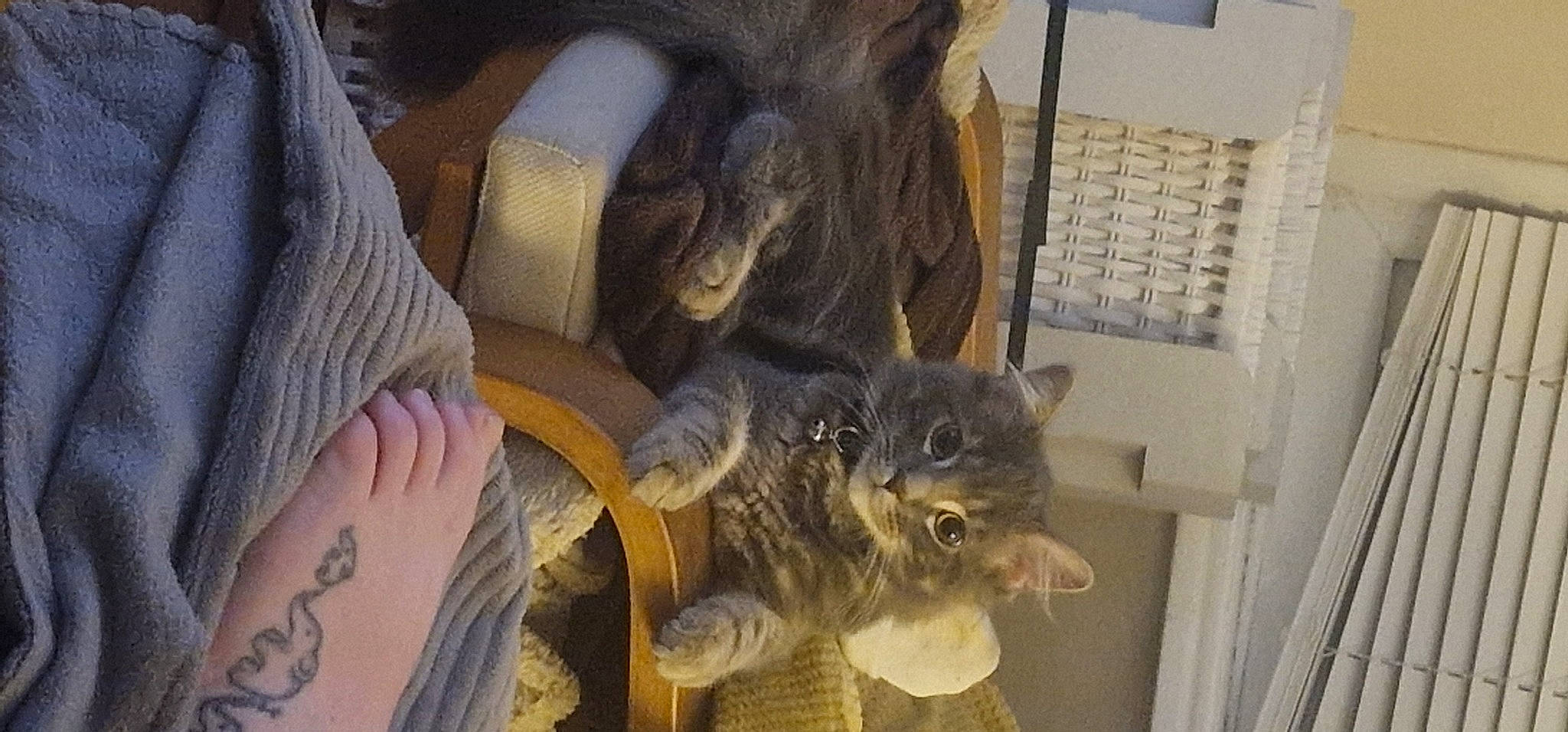 Gilbert joined the competition — help win amazing prizes! carnivore, cat, cat_supply, chair, claw, comfort, domestic_short_haired_cat, fawn, felidae, fur, room, small_to_medium_sized_cats, tail, whiskers, wood