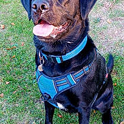 Barney joined the competition — help win amazing prizes! alert, animal, black_dog, blue_harness, canine, collar, dog, ears, eyes, field, grass, happy, harness, muzzle, nature, outdoor, pet, playful, sitting, tongue_out