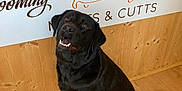 Barney joined the competition — help win amazing prizes! animal, architecture, building, canine, dog, envelope, greetingcard, handwriting, hardwood, indoors, interiordesign, labradorretriever, mail, pet, plywood, puppy, stainedwood, text, wall, wood