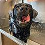 Barney is registered to the contest to win money with this photo: animal, architecture, basin, bathing, bathroom, bathtub, bodypart, canine, dog, hound, indoors, labradorretriever, mouth, person, pet, pointer, puppy, room, sink, tub