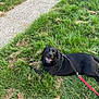 animal, black_labrador, canine, daylight, dog, domestic_animal, friendly, grass, greenery, happy, leash, lying_down, nature, outdoor, path, pet, playful, relaxation, smiling, walk