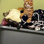 Charlie joined the competition — help win amazing prizes! cat, orange_tabby, kitten, animal, fluffy, fur, striped, sitting, portrait, pet, eyes, ears, whiskers, clothing, laundry, pillow, hanger, closet, indoor, funny
