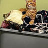 cat, orange_tabby, kitten, animal, fluffy, fur, striped, sitting, portrait, pet, eyes, ears, whiskers, clothing, laundry, pillow, hanger, closet, indoor, funny